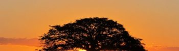 Último viernes Día Provincial del Árbol