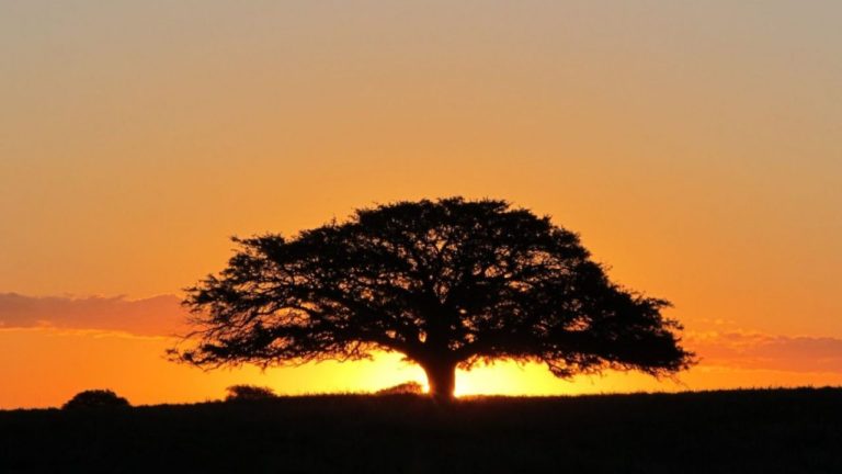 Agosto – Último viernes Día Provincial del Árbol
