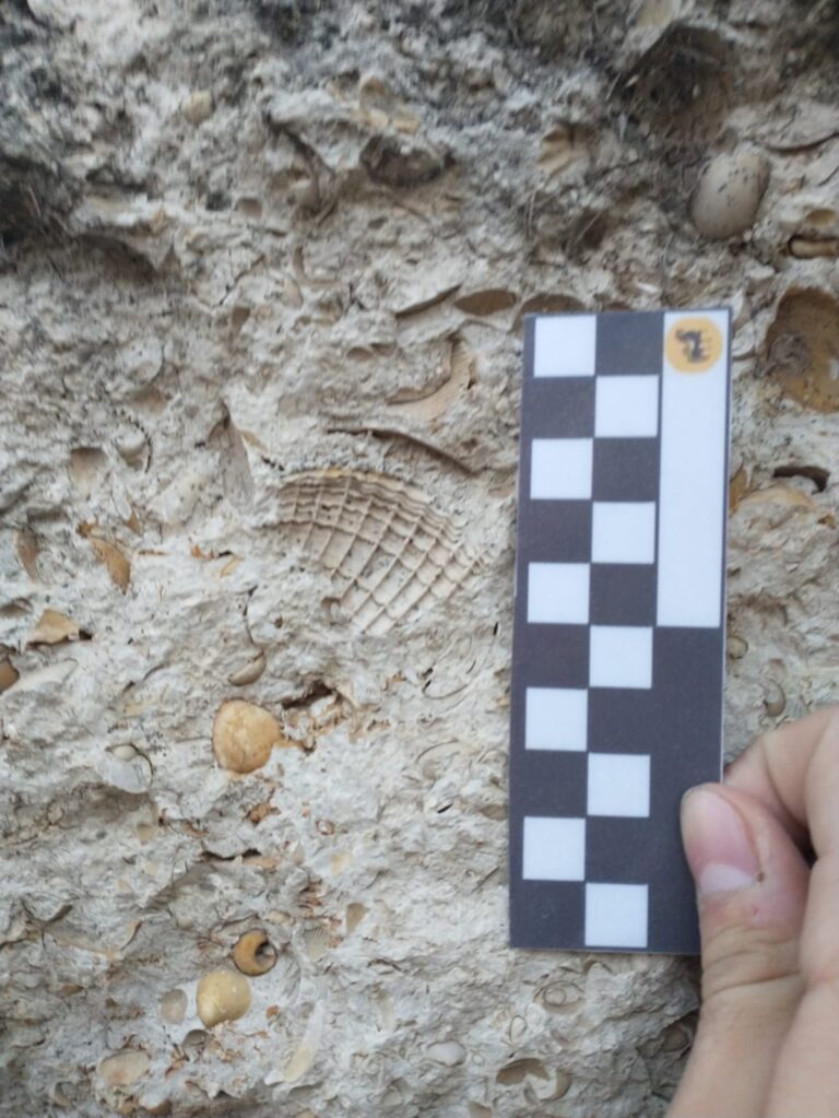 Eco Barda y los fósiles marinos ¡Salva Nuestro Patrimonio!