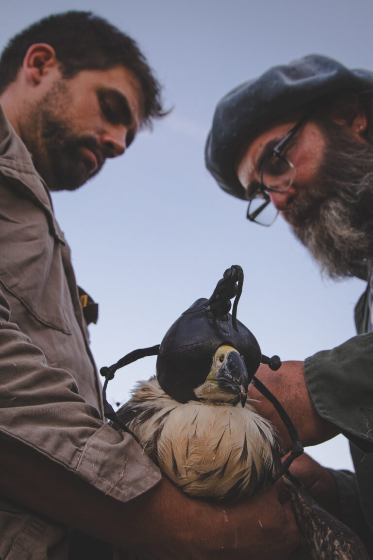 Ekilore, el águila corona, de Santa Fe a Paraguay